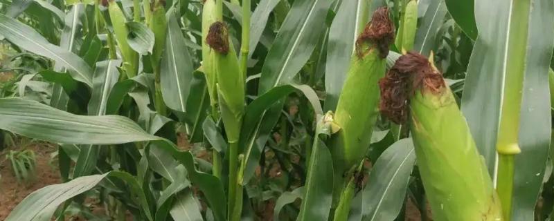东农258玉米品种的特性，中抗大斑病