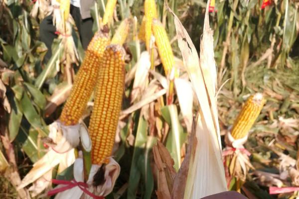 欧斯特301玉米种简介，4月下旬播种