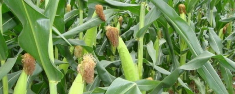 沈农T107玉米种子特征特性，中抗穗腐病