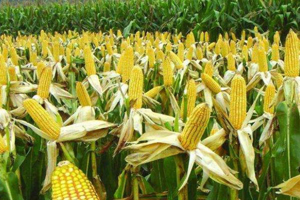 圣园甜彩糯8号玉米种子特征特性，辽宁省春播生育期82天