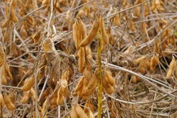辽豆68大豆种子特征特性，生育期间加强田间管理