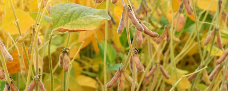 辽豆75大豆品种的特性，生育期间加强田间管理