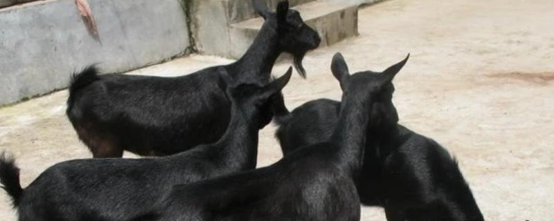 无角黑山羊属于哪个品种，属于云岭山羊的一个优良品系