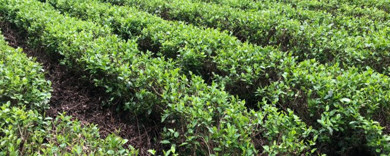 茶树的种植和管理技术，品种的选择很重要