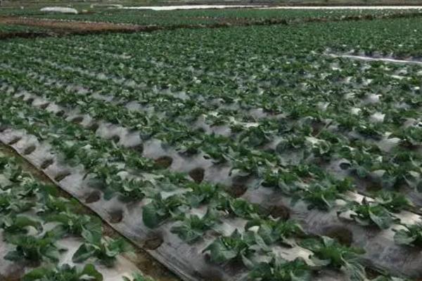 花椰菜的种植方法，选择在6-9月份种植