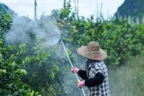 叶面肥和农药混用要注意什么，需现配现用、使用前要进行小范围试验