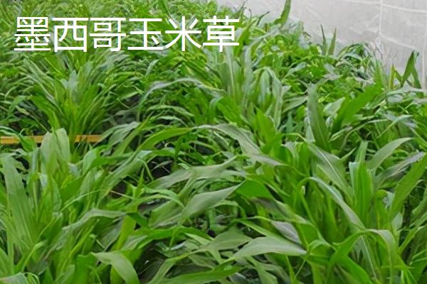 养殖不同的牲畜要种植哪些饲草，可栽培紫花苜蓿、苏丹草、三叶草等品种