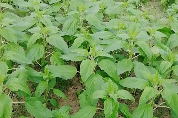 芝麻播种后几天出苗，播种3-4天后便可出苗