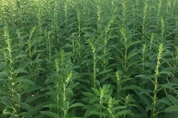 芝麻播种后几天出苗，播种3-4天后便可出苗