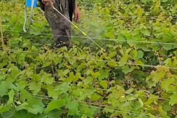葡萄每个月份应该打什么药，要根据实际情况要进行适当调整