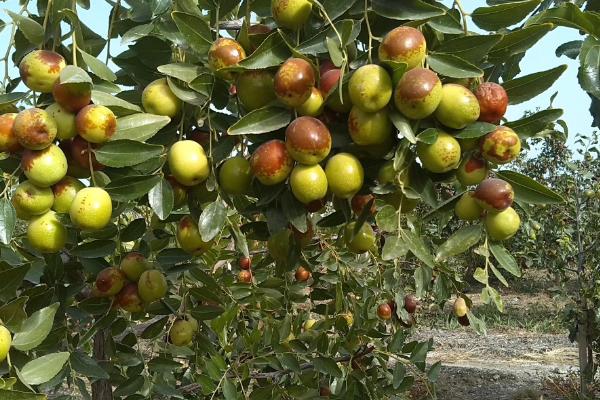 枣树开甲有何利端，可让植株提前结果、增加果实产量
