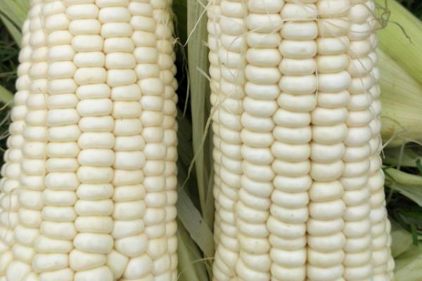 糯玉米是转基因食品吗，不是转基因食品