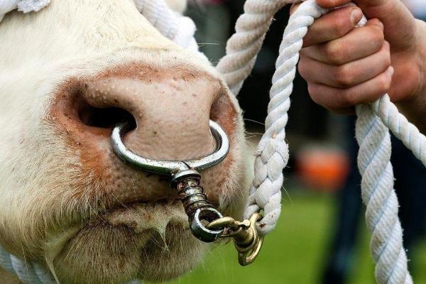 牛穿鼻环牛会疼吗，牛穿鼻环的痛感特别大