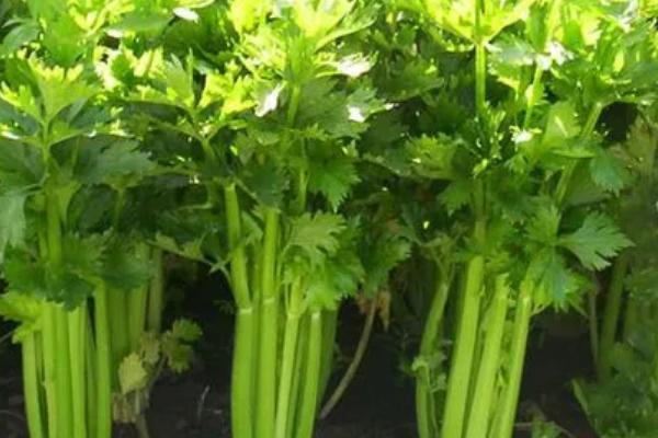 芹菜能放冰箱吗，芹菜杆可以放冰箱保存几天
