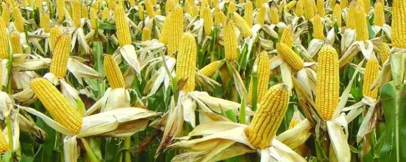 吉瑞禾115玉米品种简介，中等肥力以上地块栽培