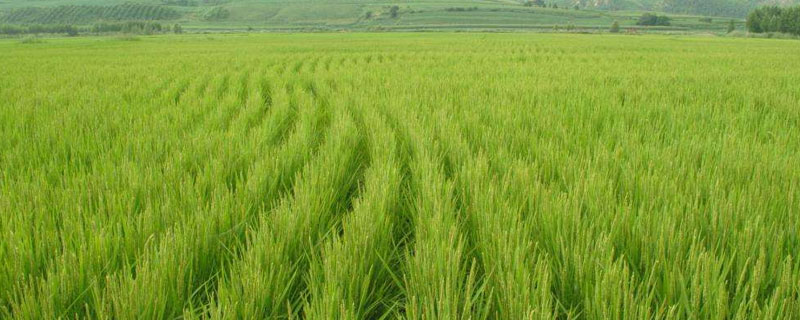 铁粳1507水稻种子特点，插秧适宜密度为30×13厘米