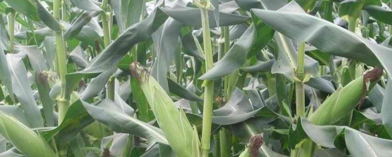 吉川186玉米种子特征特性，中晚熟品种
