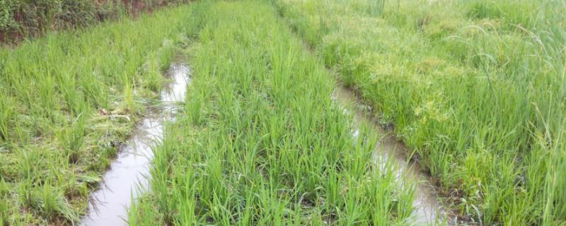 彦粳软玉14水稻种子特征特性，注意防治病虫