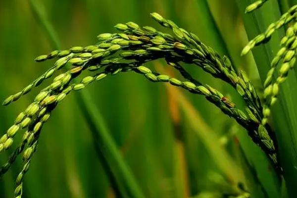 锦稻香103水稻种子特征特性，全生育期160天