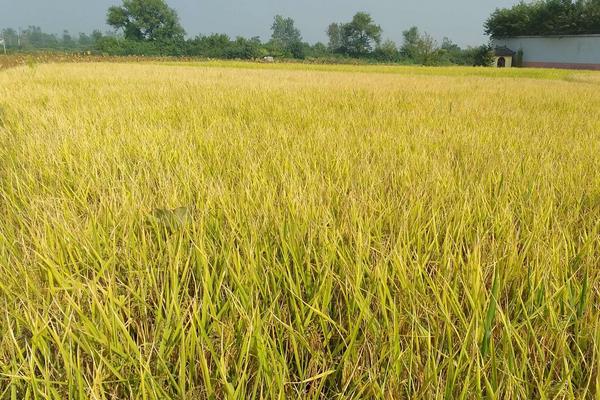 富禾稻258水稻品种的特性，粳型常规水稻品种
