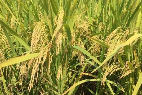 富禾稻275水稻种子特征特性，全生育期150天