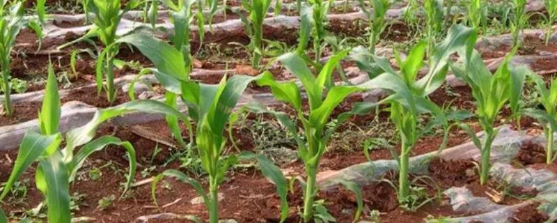 泽早玉68玉米品种简介，中等肥力以上地块栽培