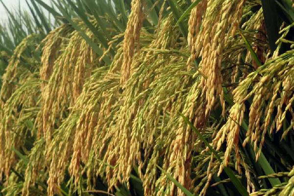 富禾稻258水稻品种的特性，粳型常规水稻品种