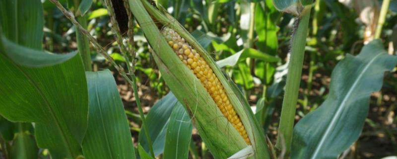 乐盈728玉米种子特点，4月下旬至5月上旬播种