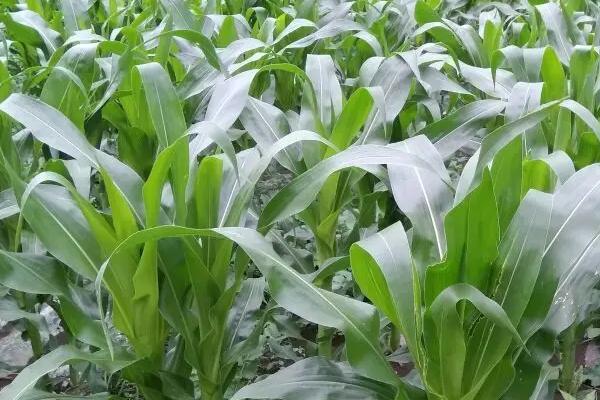 吉瑞禾115玉米品种简介，中等肥力以上地块栽培