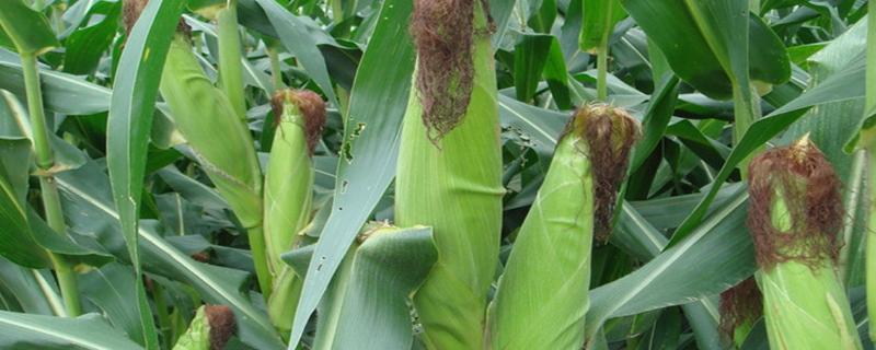 宏兴8号玉米种子介绍，4月下旬至5月上旬播种