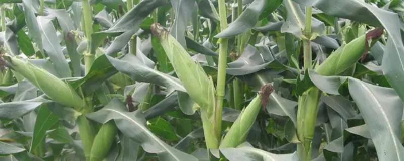 集香糯玉米品种的特性，中抗茎腐病
