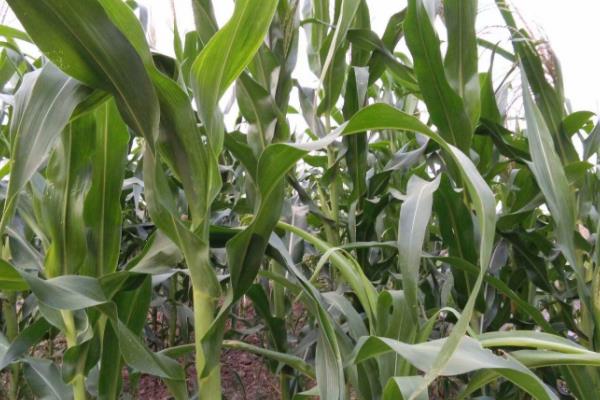 平安108玉米品种的特性，中早熟品种