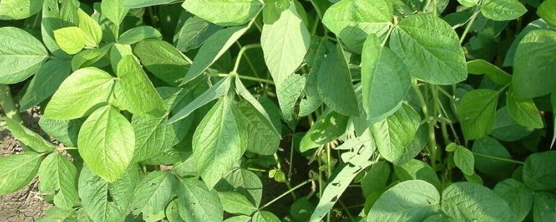 吉农105大豆种子特征特性，出苗至成熟平均131天