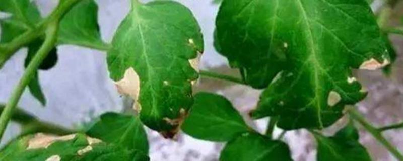 九兴豆1号大豆种子特点，8月中旬及时防治大豆食心虫