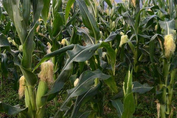 垦吉510玉米品种简介，中等肥力以上地块栽培