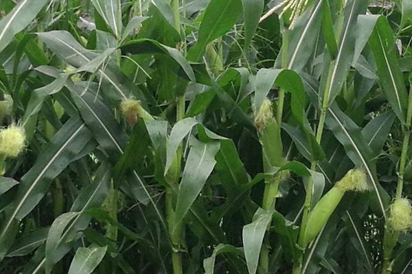 垦吉510玉米品种简介，中等肥力以上地块栽培
