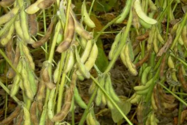 吉育513大豆种子特征特性，出苗至成熟平均132天