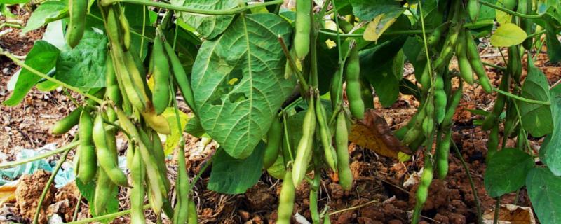 吉农青1号大豆品种的特性，8月中旬及时防治大豆食心虫