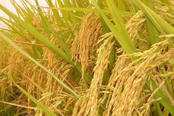 吉农大604水稻种简介，生育期间注意及时防治稻瘟病