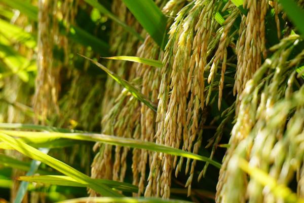 通系941水稻种子介绍，4月中旬播种