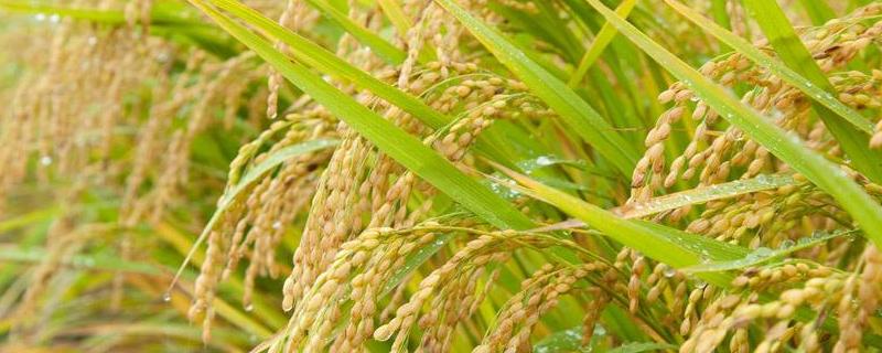 吉宏669水稻品种简介，每亩有效穗数23.2万