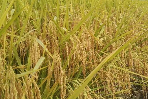吉农大604水稻种简介，生育期间注意及时防治稻瘟病