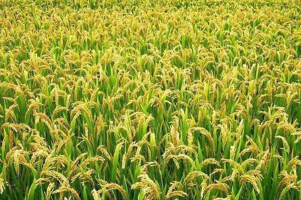 吉大198水稻种简介，7月上中旬注意防治二化螟