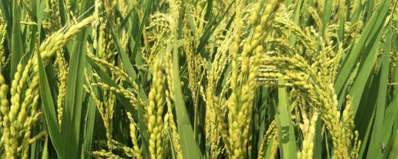 通科77水稻种子简介，每亩有效穗数21.3万