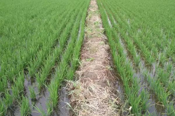 新科33水稻种子特征特性，每亩有效穗数24.1万