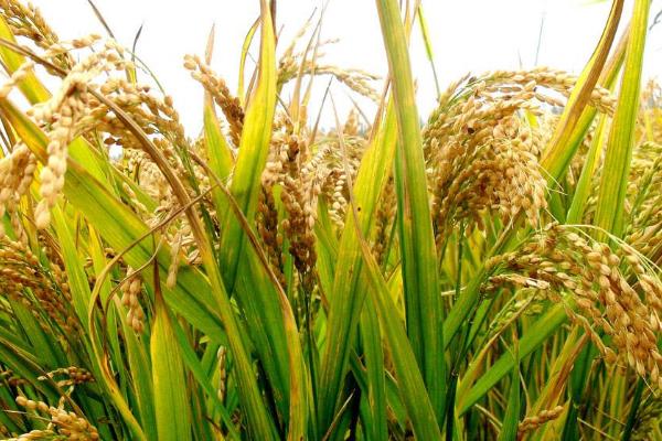北作132水稻品种的特性，4月中旬播种