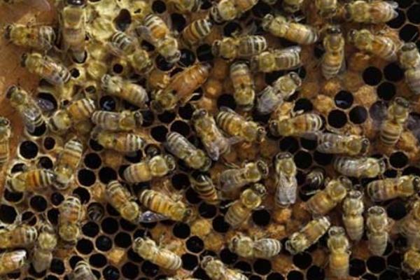 蜜蜂自然分蜂会往哪里飞，没有固定的飞行方向