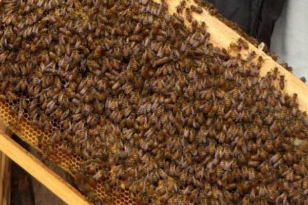 蜜蜂自然分蜂会往哪里飞，没有固定的飞行方向