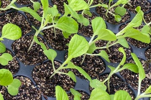 白菜的种植时间，春白菜常在3-4月份种植