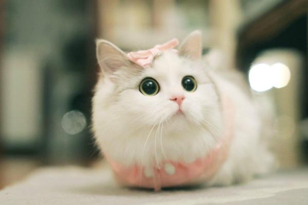 猫咪口臭的常见原因，可能是牙结石或饮食不当导致的